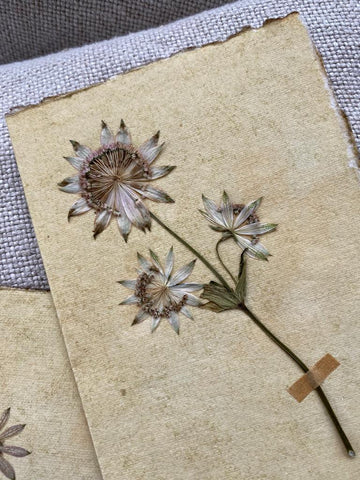 Astrantia Flower Greeting Card