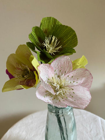 Pale Pink Paper Hellebore