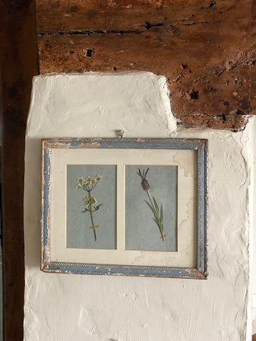 Framed Herbarium