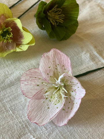 Pale Pink Paper Hellebore