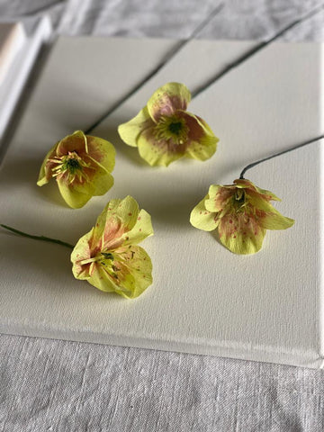 Pale Green Paper Hellebore