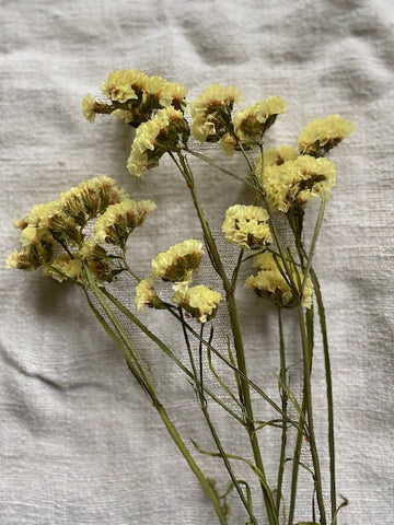 Lemon Yellow Limonium