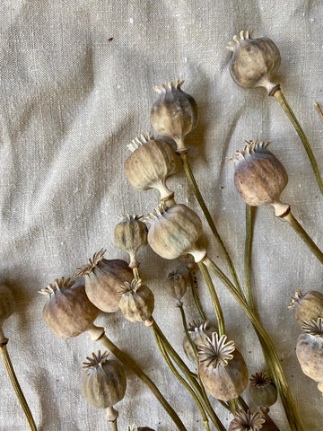 Poppy Seed Heads