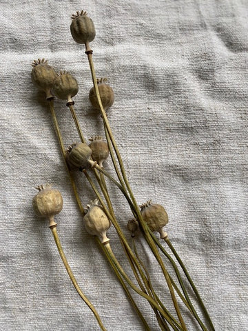Poppy Seed Heads
