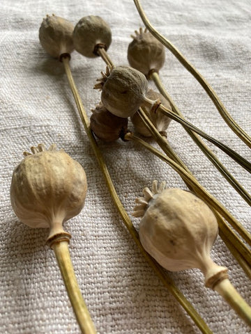 Poppy Seed Heads
