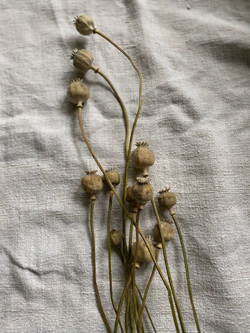 Poppy Seed Heads