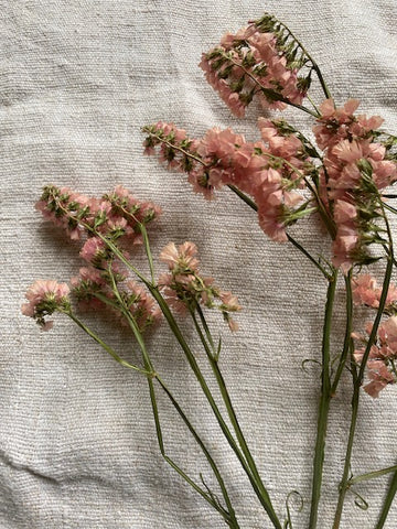 Rose Pink Limonium